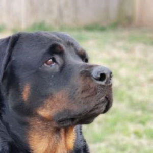 Meet your Posher, Summer